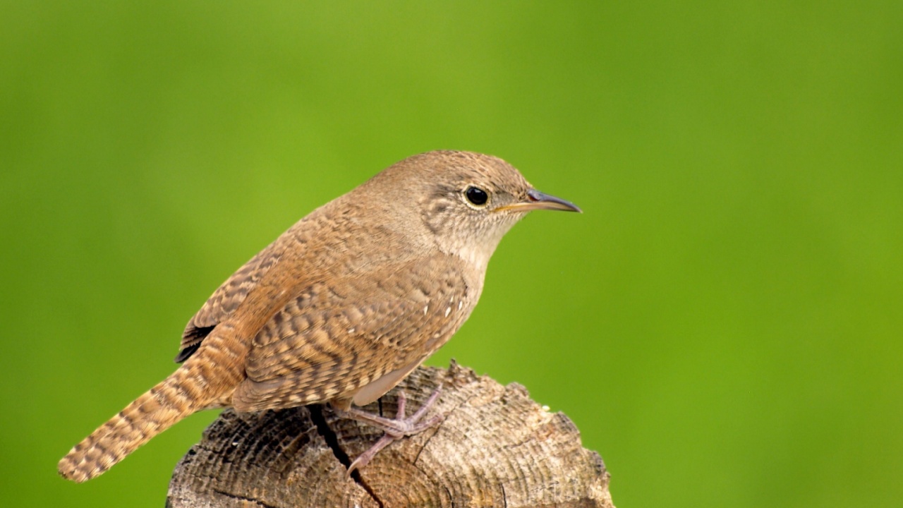 a house wren enjoying the day