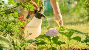 Close up gardener with sprayer caring spraying hydrangea plants in backyard garden