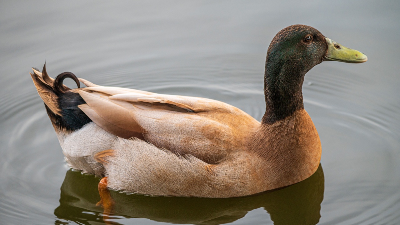 Khaki Campbell Duck in the water facing to the right