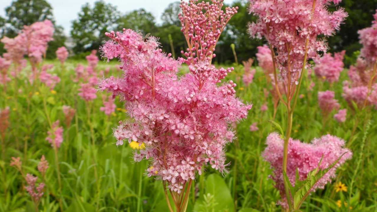 Filipendula rubra - Queen of the Prairie - Native North American Wildflower - Pink Blooming Flower