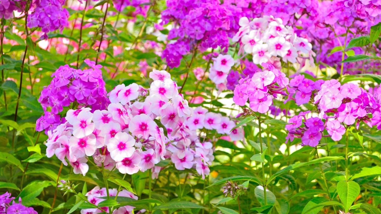 Garden phlox. Flowerbed with bloomimg white and purple flowers of garden phlox - in Latin Phlox paniculata - in sunny summer day