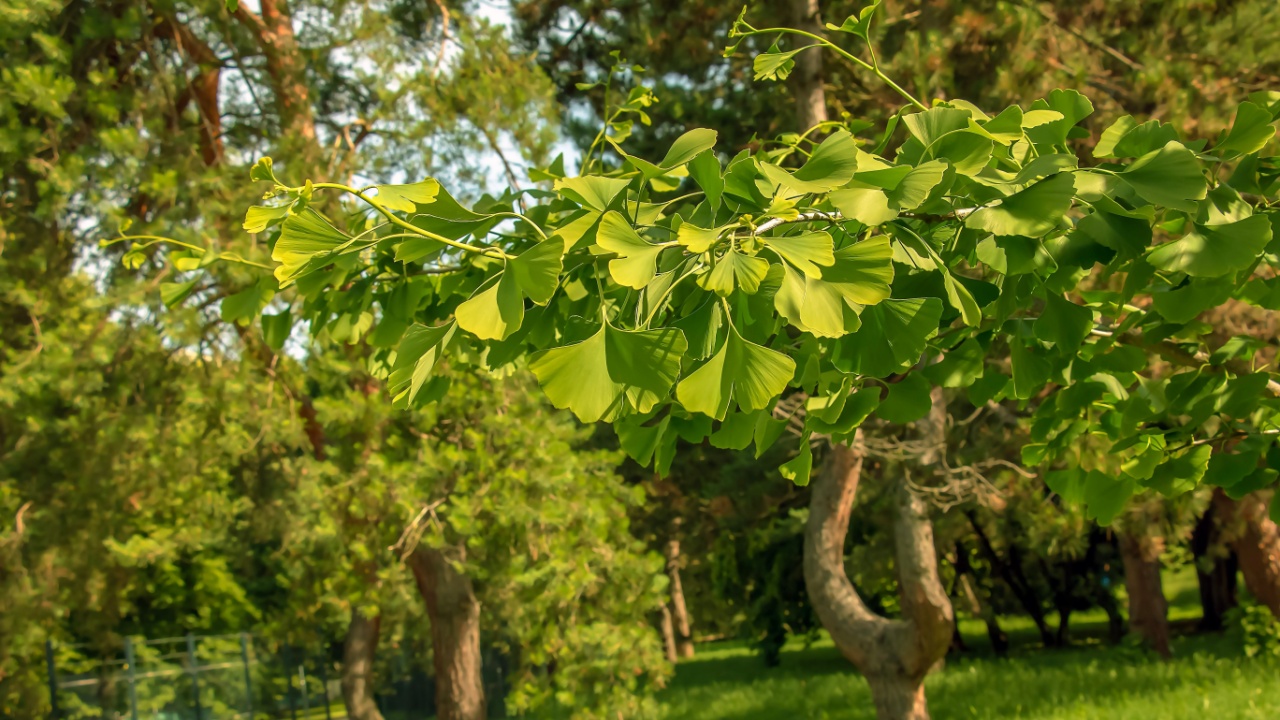 Fresh bright green leaves of ginkgo biloba. Latin name Ginkgo biloba L. Branches of a ginkgo tree in Nitra in Slovakia.