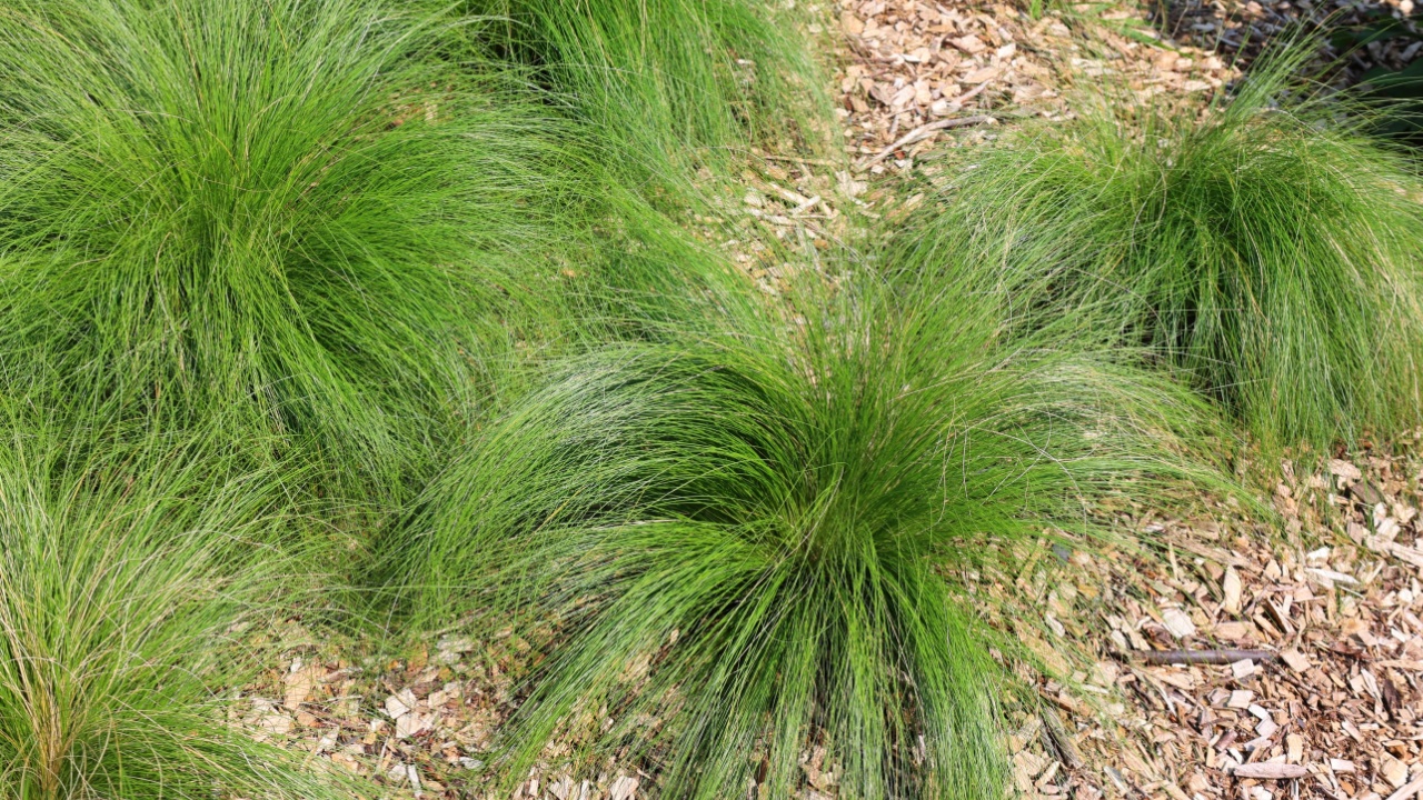 Sporobolus heterolepis, commonly known as prairie dropseed is a species of prairie grass native to the tallgrass and mixed grass prairies of central North America from Texas to southern Canada.
