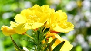 Yellow blooming flower (Oenothera fruticosa).