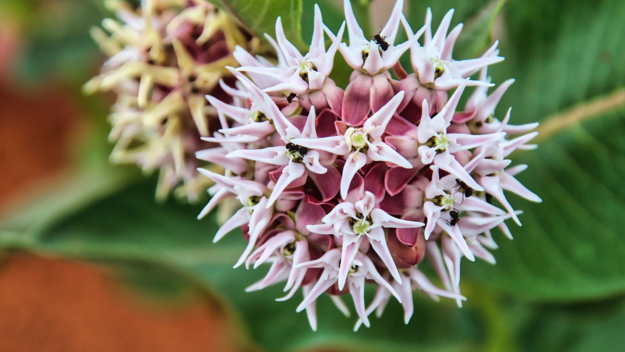 Showy Milkweed with Insects on the Wind River Indian Reservation in Wyoming.