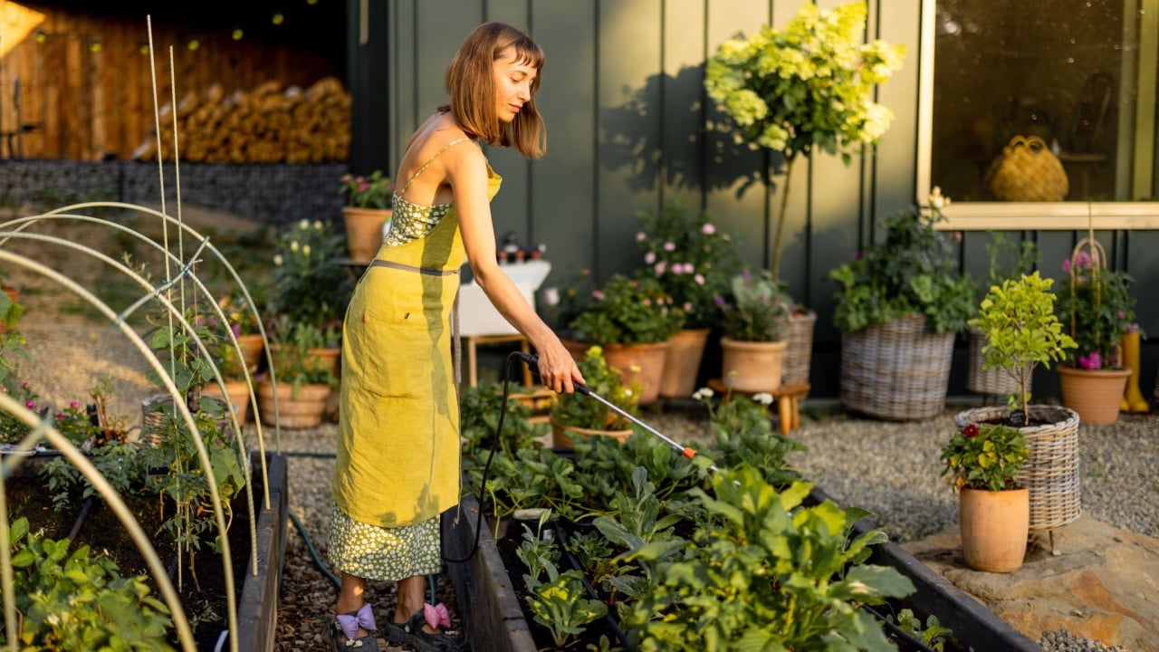 A woman in a green apron sprays plants in raised garden beds with organic pesticide or biofertilizer. Emphasizing home growing, sustainability, and natural plant protection