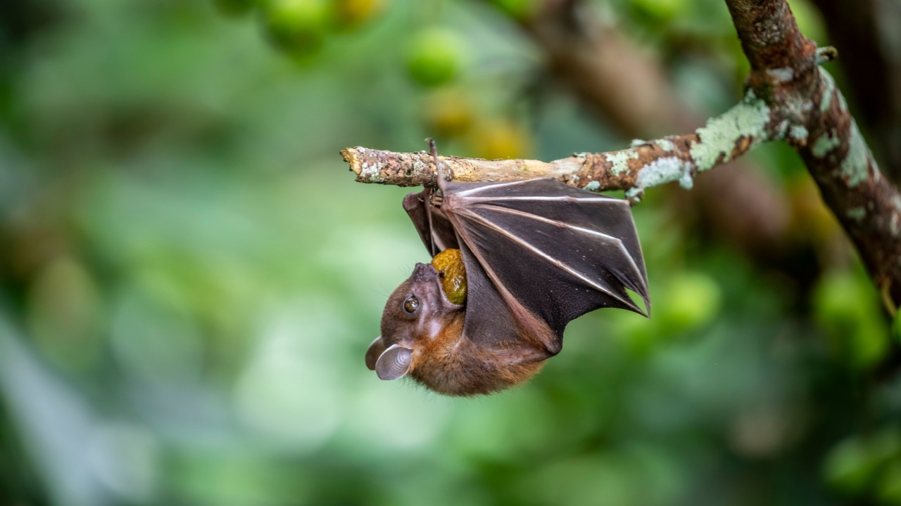 A wild Lesser dog-faced fruit Bat (Cynopterus brachyotis) is eating fruit in heart of africa bird paradise Singapore. a small bat that lives in South Asia and Southeast Asia.