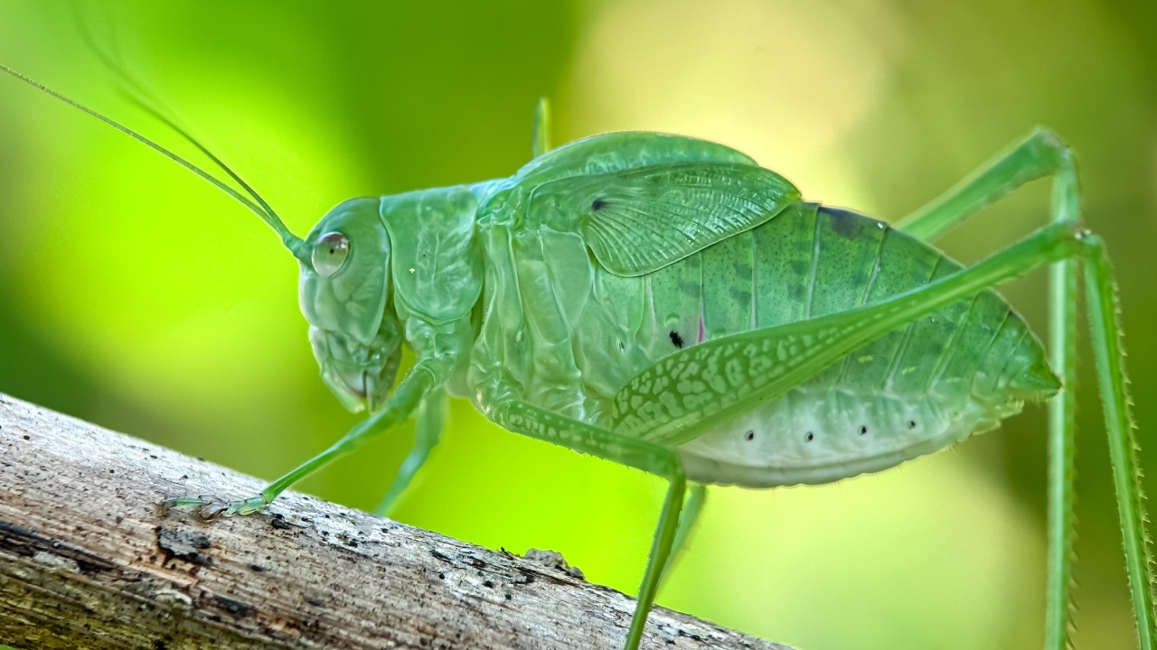 Close-up katydids corner wings,insects with scientific names Microcentrum,corner winged insects twigs trees with blurred background