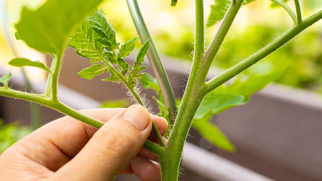 hand picking pruning sucker off tomato plant