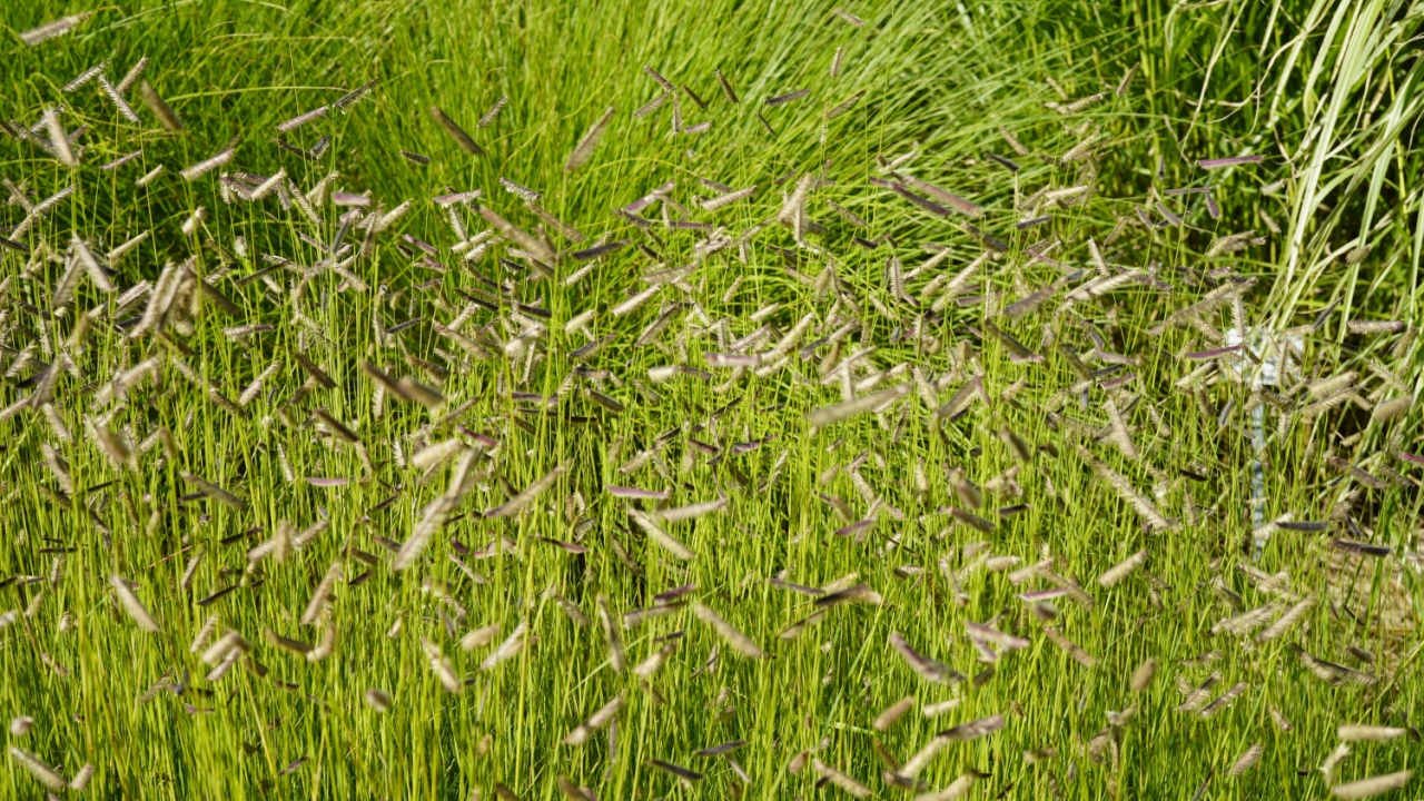 minimalist image of mosquito grass (bouteloua gracilis)