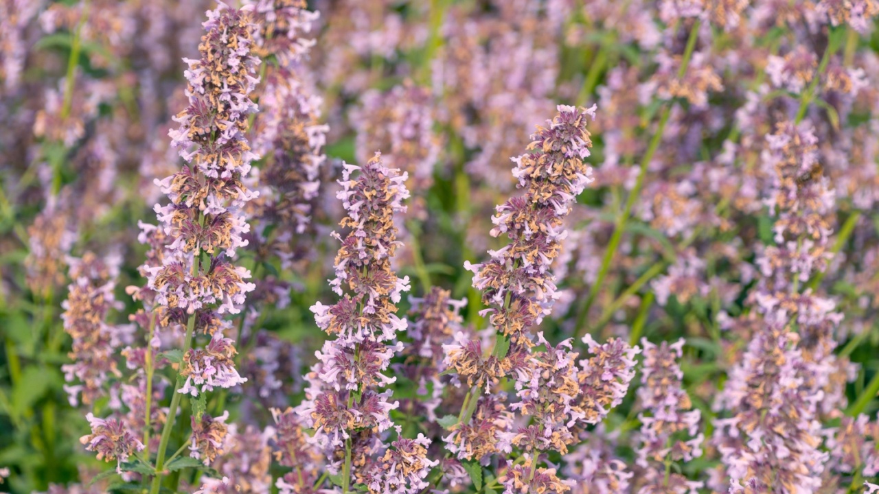 Purple Nepeta grandiflora flowers, close-up. flowering plant in the mint family Lamiaceae. Floral background.