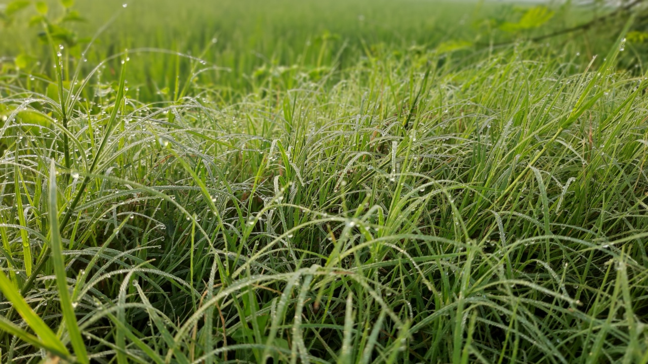 Bouteloua dactyloides green grass wet with morning dew