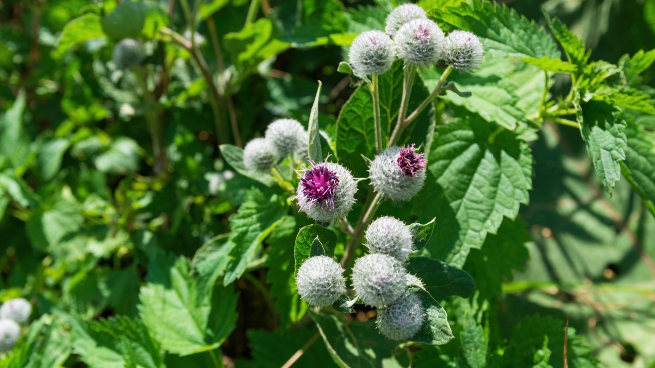 Arctium lappa, greater burdock, flowering medicinal plant, bright burdock flower, Tula region, Russia