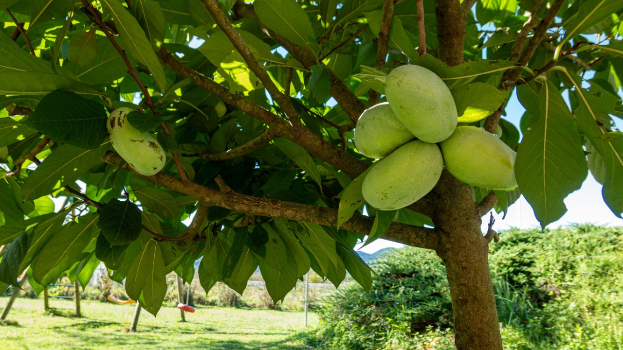The american pawpaw or asimina triloba fruits on its tree.