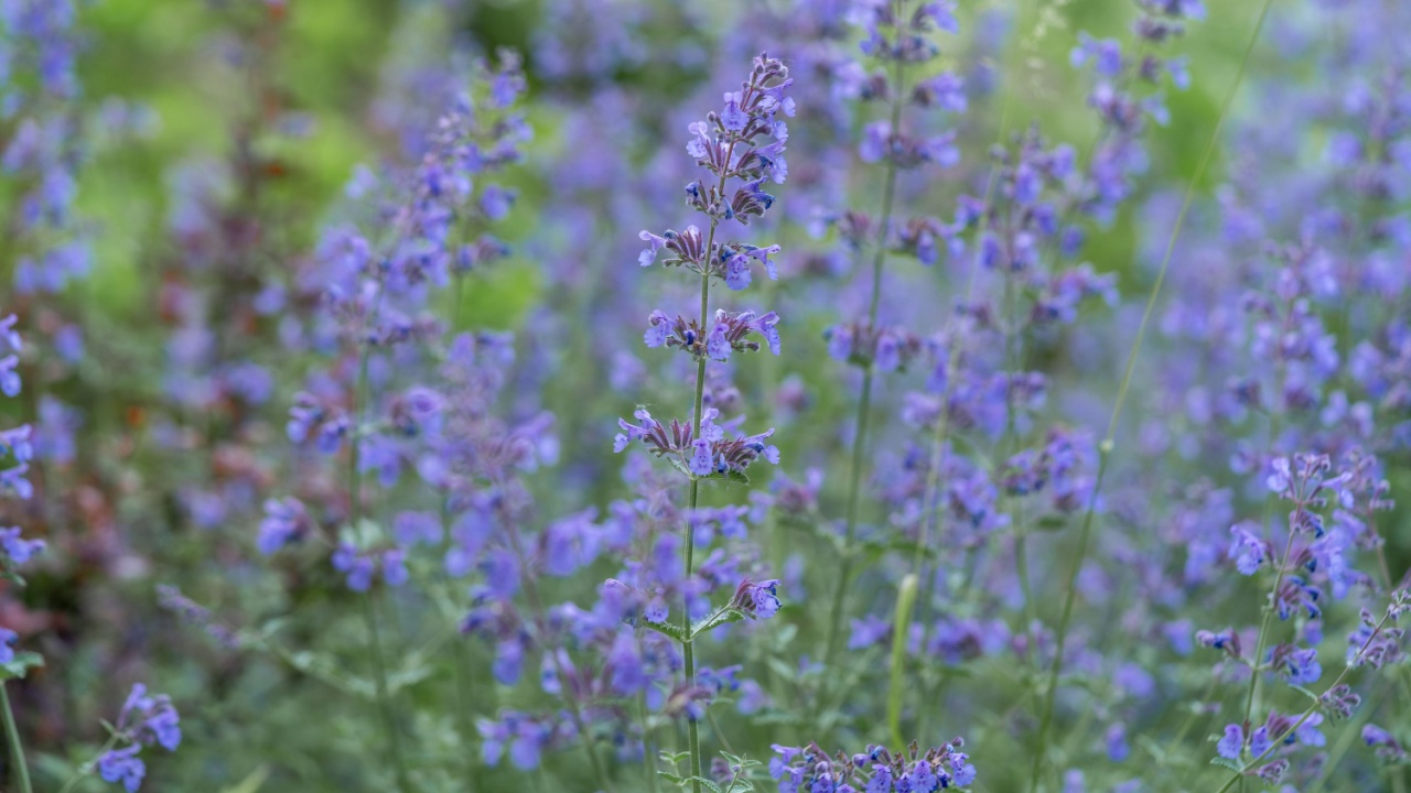 Flowering plant Nepeta Faassenii (Walker's Low) closeup. Catmint or Faassen's catnip in an outdoor meadow
