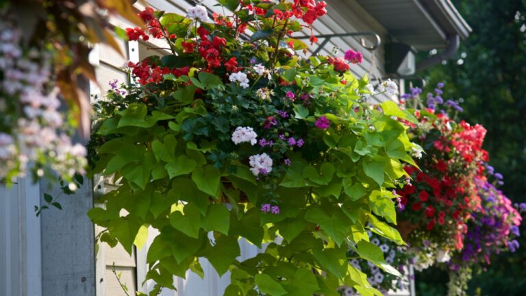 Hanging flower baskets in urban area