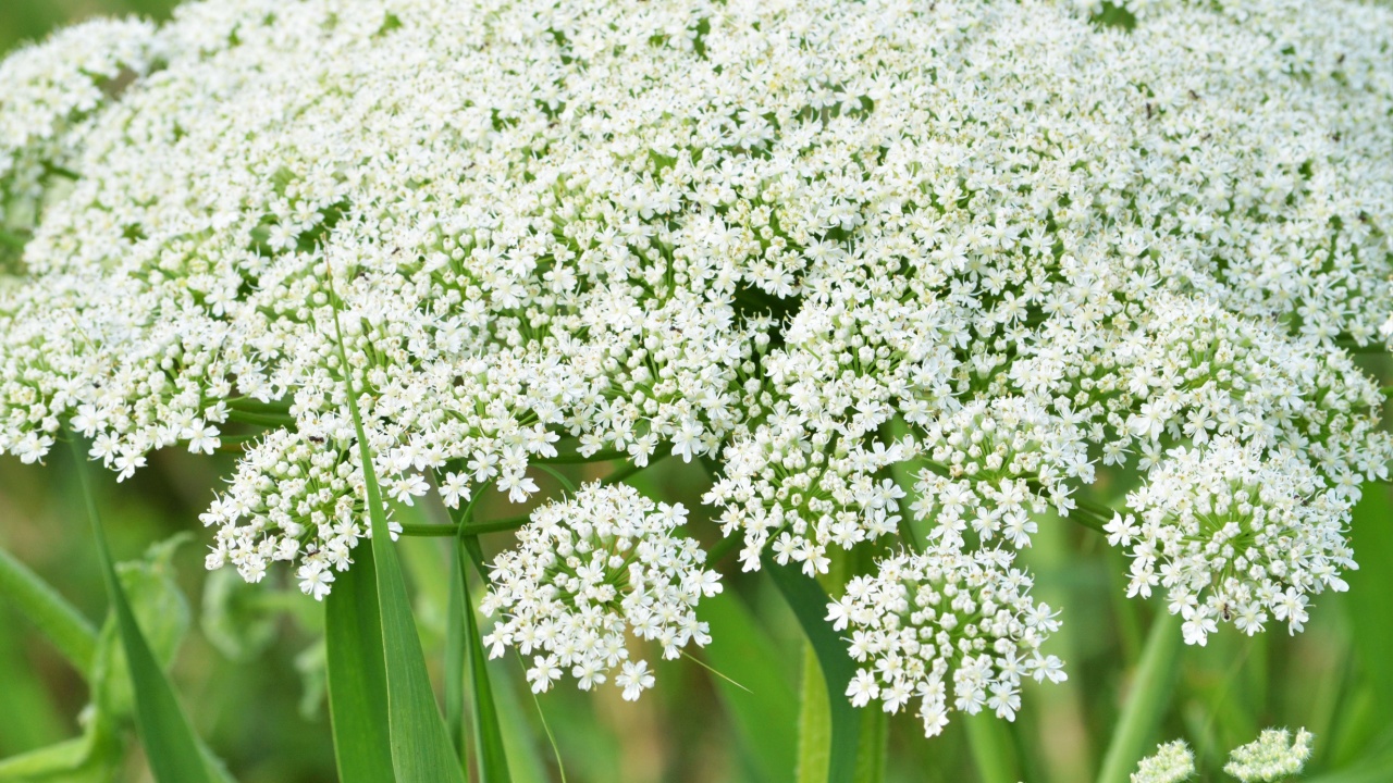 Cicuta virosa, Cowbane, Northern Water Hemlock