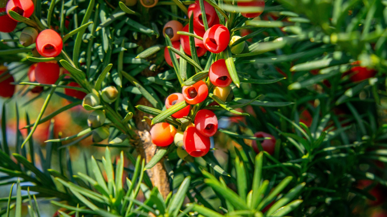 small beautiful red yew fruits in autumn in the garden