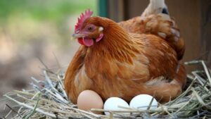 A close-up shot of a Rhode Island Red hen nestled in a straw-filled nest