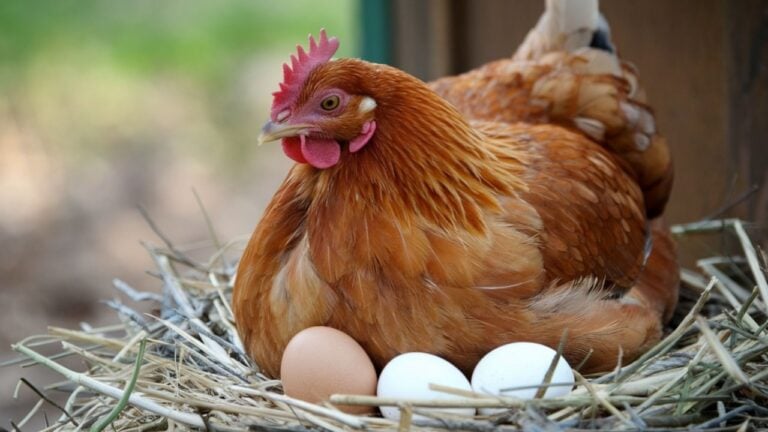 A close-up shot of a Rhode Island Red hen nestled in a straw-filled nest