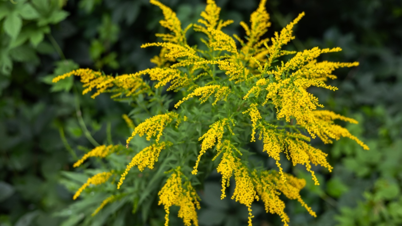 Blooming canadian goldenrod lat. Solidago canadensis on an autumn day.