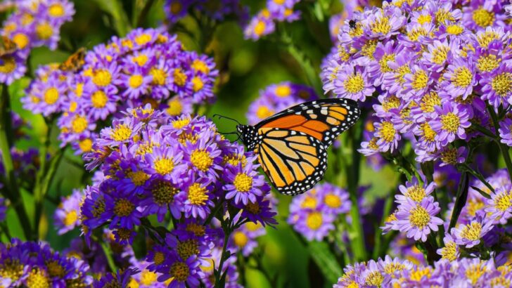 14 Plants That Will Fill Your Garden with Different Types of Butterflies