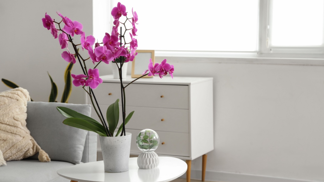 Orchid flower on table in light living room