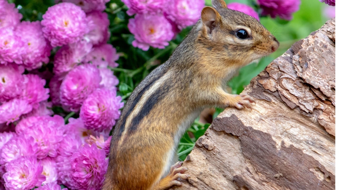 An alert chipmunk climbs a log in the Chrysanthemum garden on a fall day