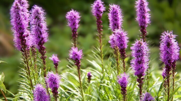 15 Perennials Guaranteed to Attract Wildlife