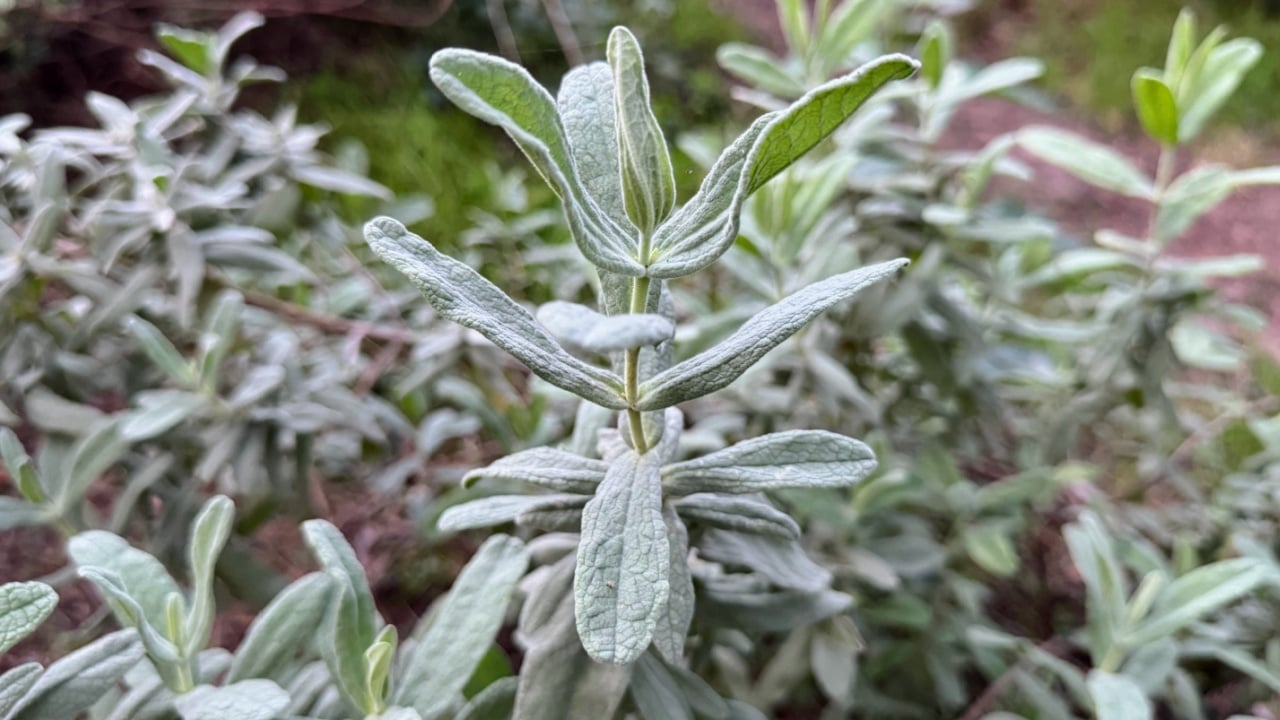 Lamb's ear (Stachys byzantina) 'Silver Carpet'. Evergreen carpeting perennial, dense mat of grey-white, soft, woolly foliage with elliptic leaves.
