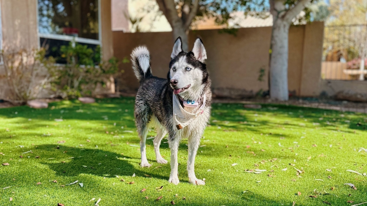 Enjoying the nice weather outside with my husky in the backyard