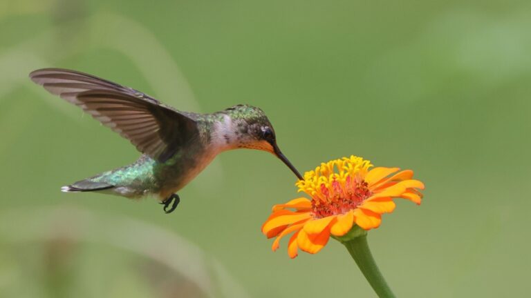 A close-up of a hummingbird feeding on a vibrant flower