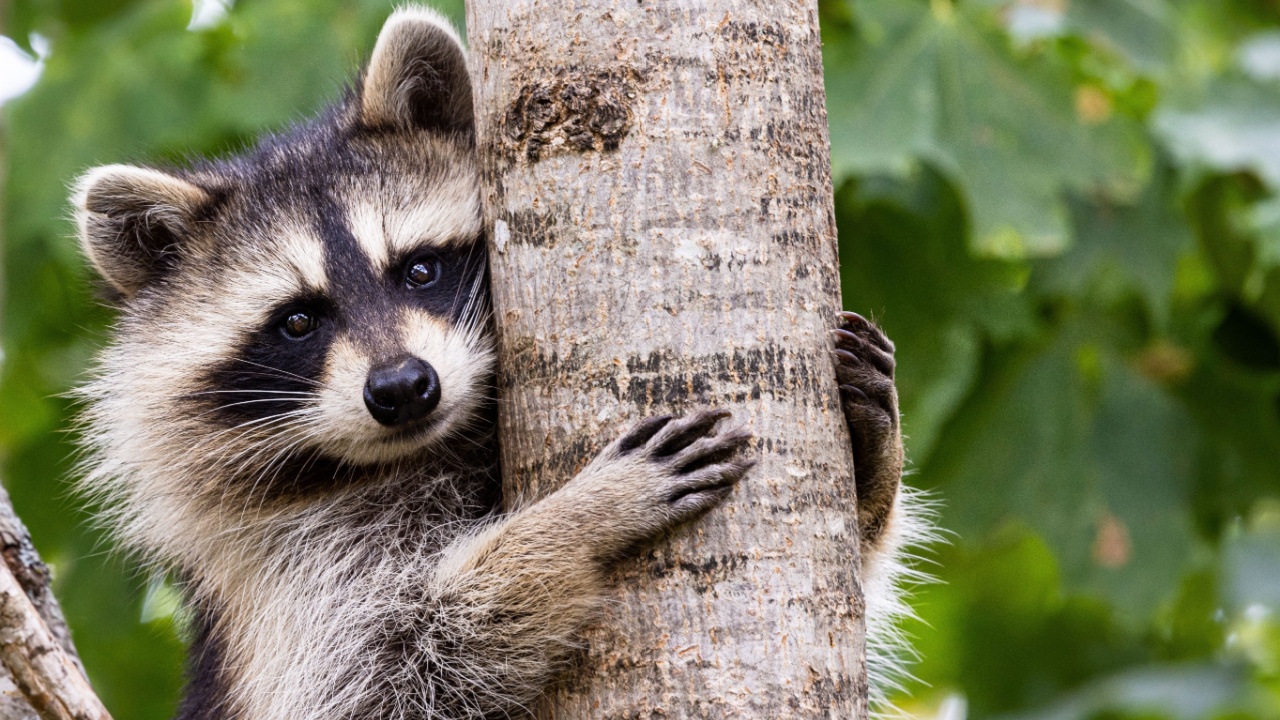 Close up portrait of a young raccoon in a tree