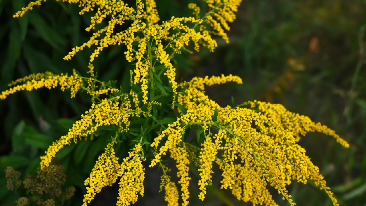 Blooming yellow ragweed bushes. Ambrosia on a summer day. Flowering goldenrod in the garden. Soft focus.