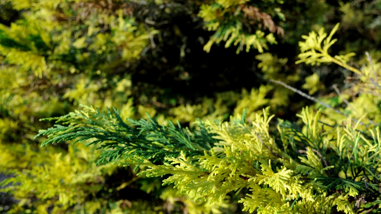 Leaves of Leyland cypress (Cuprocyparis leylandii) in Beale Arboretum, Enfield, London, UK.