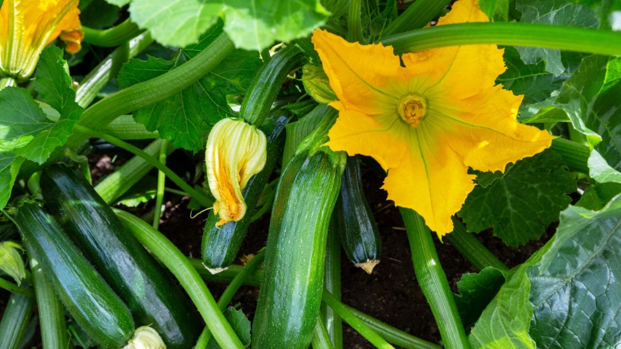 Zucchini plant. Zucchini with flower and fruit in field. Green vegetable marrow growing on bush. Courgettes blossoms.