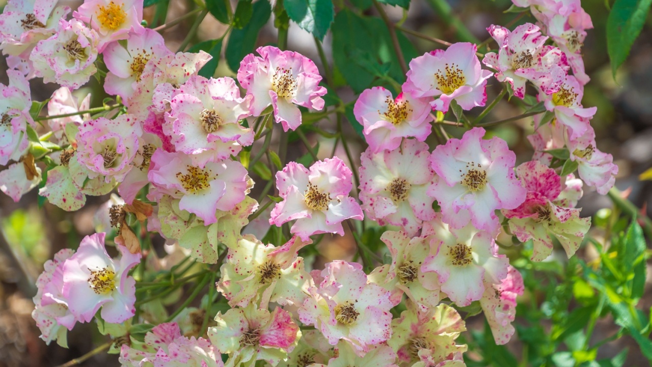 Beautiful pink flowers of Rosa setigera in the garden. the climbing rose, prairie rose, climbing wild rose.