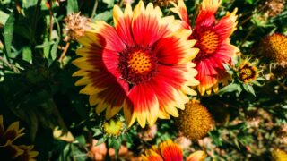 Close-up of vibrant orange and yellow blanket flowers , Gaillardia, blooming in a garden, surrounded by greenery and dried seed heads.