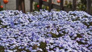 Flowers blooming in spring. Phlox subulata