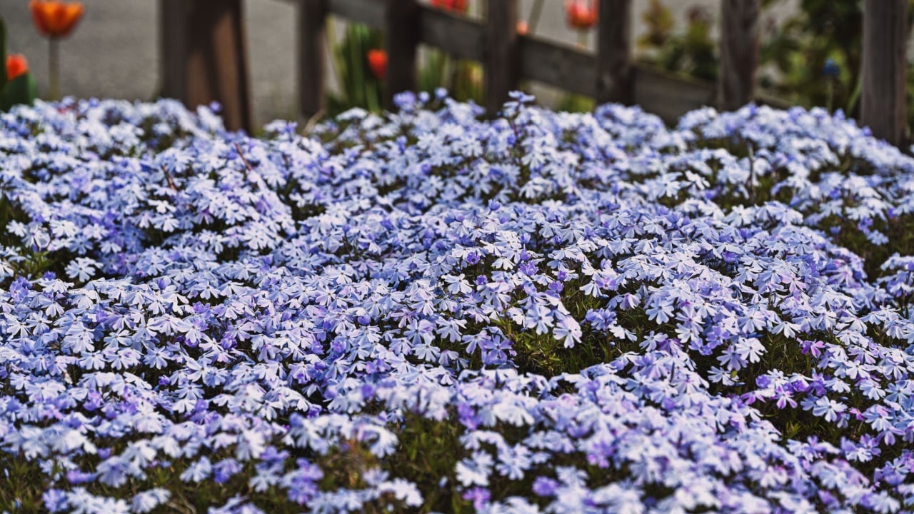 Flowers blooming in spring. Phlox subulata