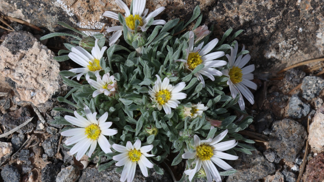 Beautiful Utah wildflower, Hoary Townsend Daisy (Townsendia incana)