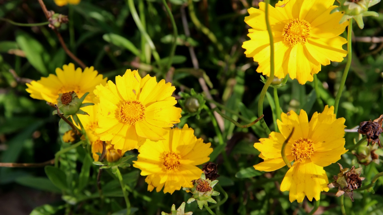 Large-flowered tickseed, Coreopsis grandiflora is a North American species of perennial plant in the family Asteraceae.