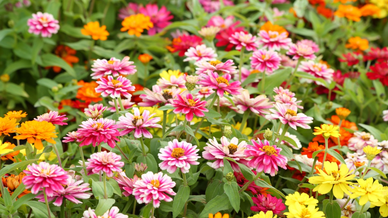 Colorful of zinnia flower in the garden.