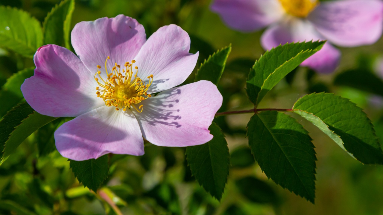 Dog rose, Rosa canina, is an important medicinal plant with pink or white flowers and is used in medicine. It is a wild rose and has red rosehip fruits in the fall.