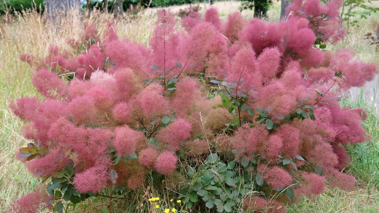 Cotinus, the smoketree or smoke bush in flower. 