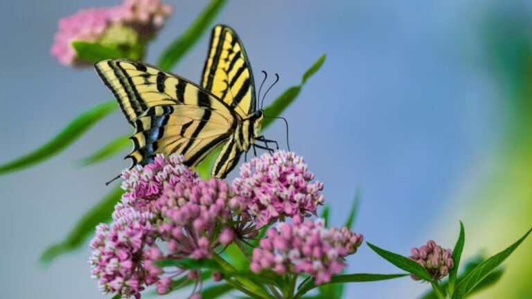 A beautiful scene of a Swallowtail Butterfly pollinating Swamp Milkweed flowers in a natural, wild habitat by a nearby lake.
