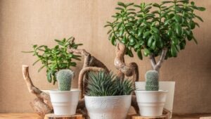 Collection of succulents in a pots on wooden shelf.