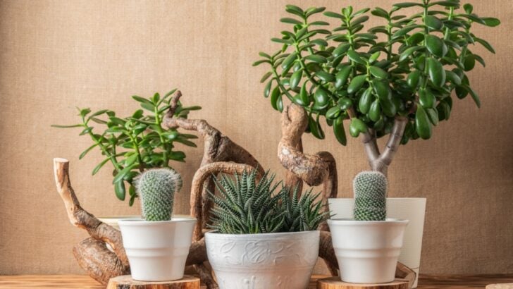 27 Succulents Varieties That Look Amazing at Home