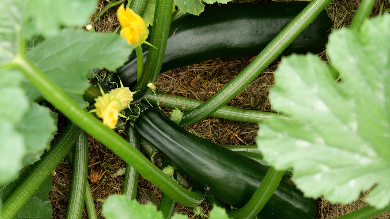 Ripe zucchini growing in a home garden among lush green leaves and yellow flowers, showcasing organic vegetable cultivation. Fresh courgette ready for harvest in natural soil conditions