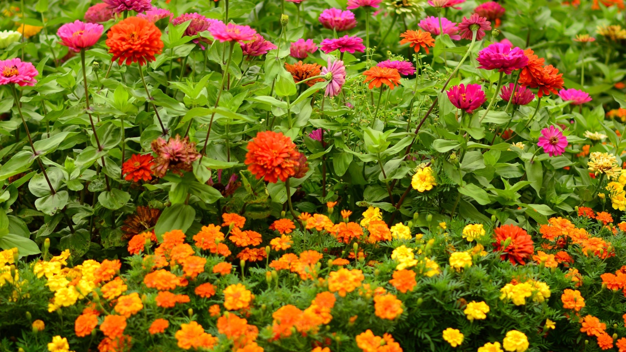 Zinnias and marigolds clustered together in soft-focus, Pennsylvania, USA.